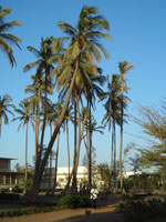 Dakar-University campus