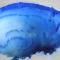 Foto di laboratorio: ippocampo colorato con blu di metilene (ingrandimento 1,25x)