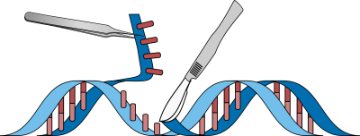 Removal of portion of dna