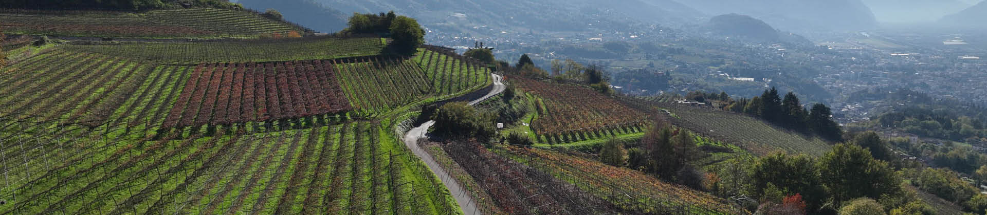 Viti sulla collina est di Trento