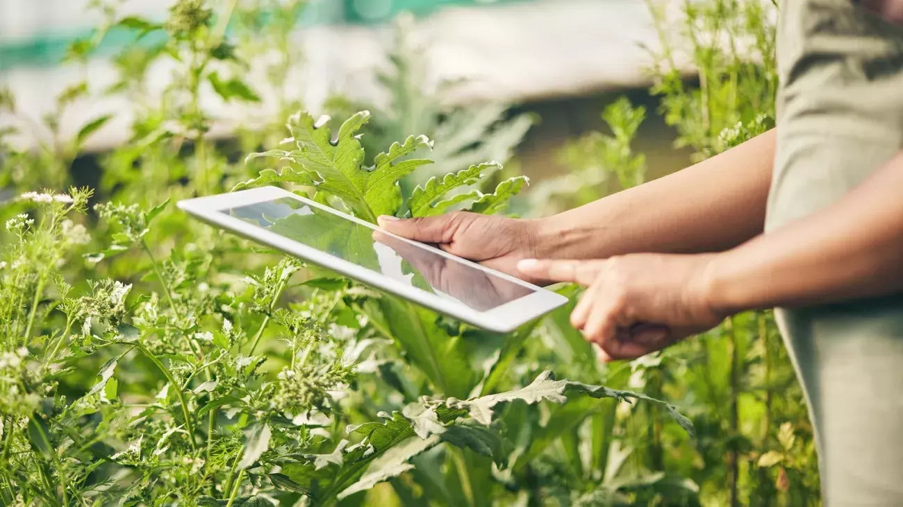 mani ricercatore con tablet, vegetazione