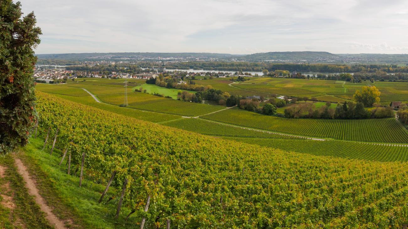 Blick ins Rheintal von Johannisberg aus