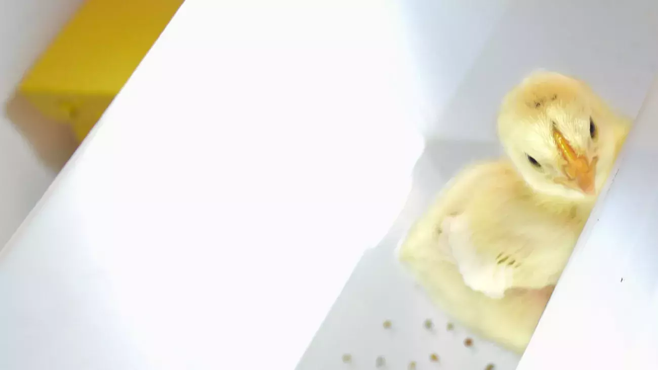 pulcino in laboratorio cimec