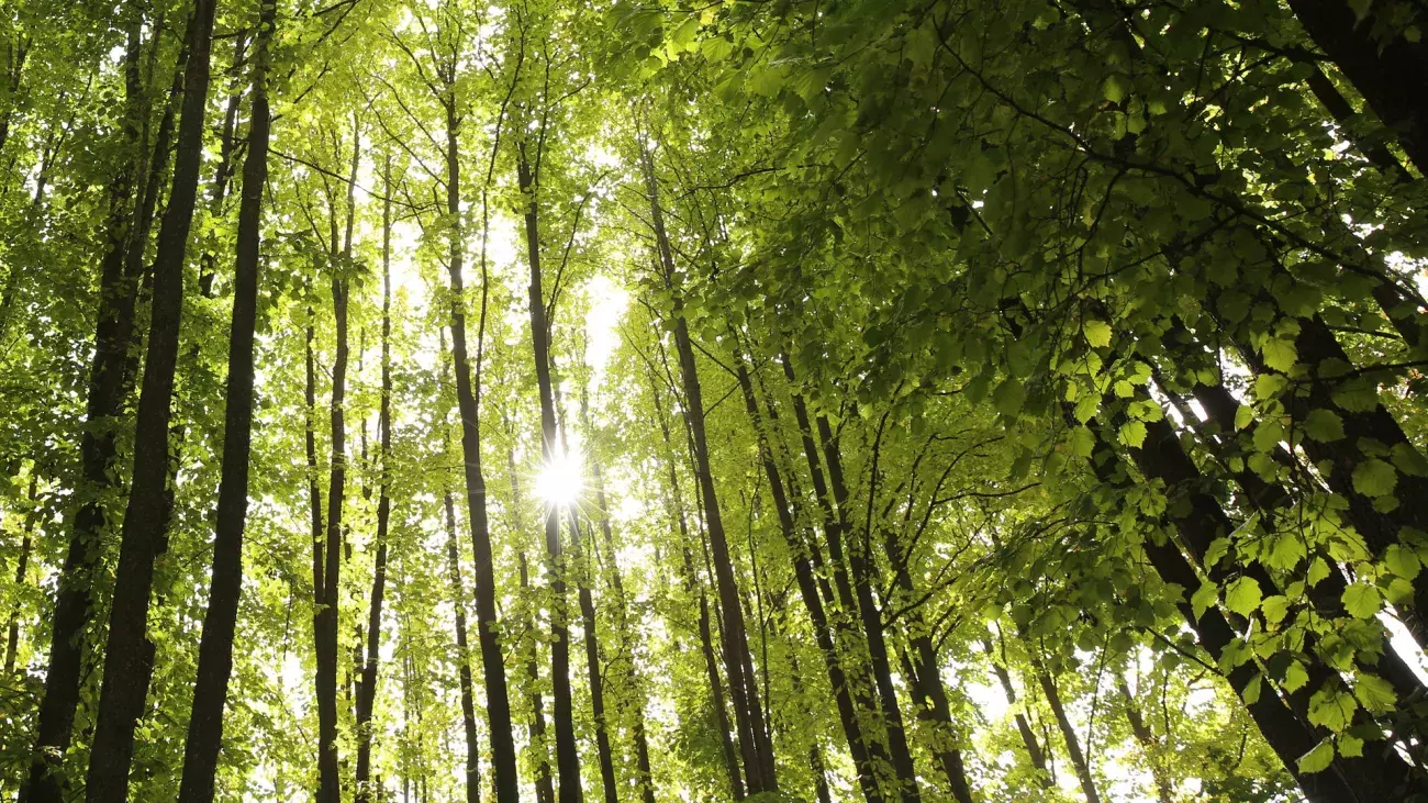 alberi, bosco con luce solare