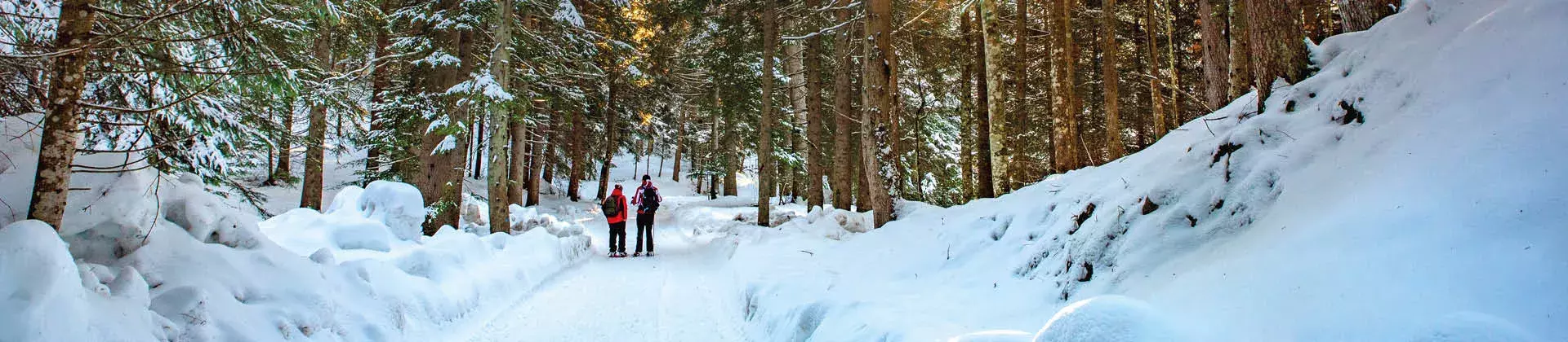 Due persone in un sentiero innevato nel bosco